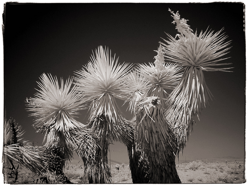 Desert Trees Infrared in the Mojave Desert, CA  Dave Hickey
